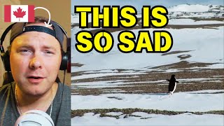 Canadian Reacts to Nihilist Penguin Werner Herzog Documentary [upl. by Enymsaj]