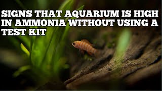 HOW TO KNOW IF AQUARIUM IS HIGH IN AMMONIA WITHOUT USING A TEST KIT [upl. by Lorak570]