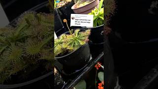 Feeding Housefly Pupae To My Carnivorous Sundew Plants [upl. by Analli]