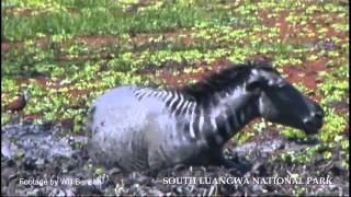 Zebra escape 3 crocodiles in the Luangwa [upl. by Orihakat]