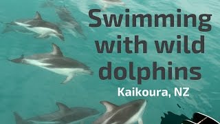 Swim with dolphins  Kaikoura New Zealand [upl. by Emirej]