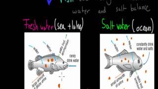 MB33 role of kidneys in mammals and fish HSC biology [upl. by Esinet]