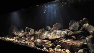 BADC2018  Lake Tanganyika Biotope Cape Chaitika Zambia 400 L [upl. by Simonsen]