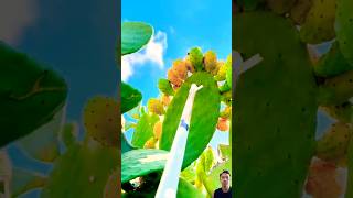 Is This Cactus Fruit Edible cactus fruit satisfying [upl. by Lekcar]