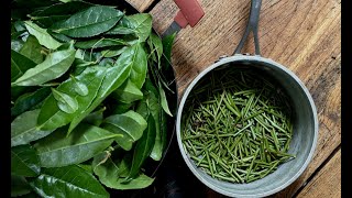 MAKING TEA IN CANADA  INSPIRED BY MUSASHIS MIMASAKA BANCHA [upl. by Sivlek]