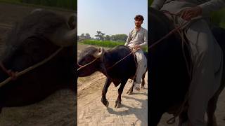 Riding a Buffalo shorts shortvideo buffalo [upl. by Norry702]