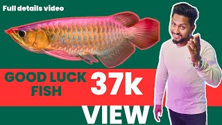 How To Set up Arowana Tank  Want To Keep Arowana  Details Video About Arowana 🐟🐟 [upl. by Flagler]