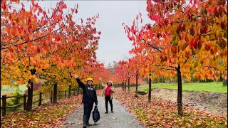 🇵🇭Bedgebury Pinetum Autumn Trees October England🇬🇧 Kent Autumn Walk Forest [upl. by Maghutte]