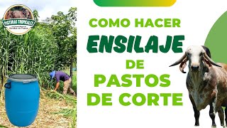 Como hacer ENSILAJE de PASTOS DE CORTE ganaderiacolombiana ganaderoscolombia [upl. by Thursby]