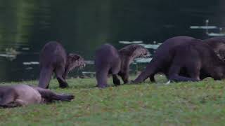 Otters Playtime [upl. by Phillip132]