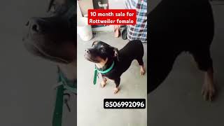 Rottweiler female puppy sale only 9000🤩😈 rottweiler rottweilerpuppy shorts [upl. by Bernat377]