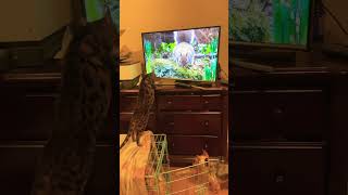 my bengal cat swatting at the tv funny [upl. by Eannej]