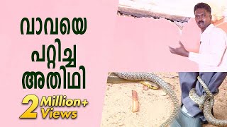 The snake that baffled Vava Suresh  Snake Master  Kaumudy TV [upl. by Somar562]