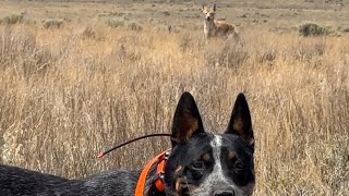 LEX’s first year decoying coyotes rackandrunnincustoms workingdog neverquit video photography [upl. by Pyne]