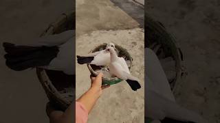 Duniya ki sabse mahgi kabuter 😱🕊️ 10mostpigeon pigeon amazingfacts trendingshorts mwpegionloft [upl. by Hillard]