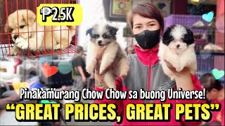 quotGREAT PRICES GREAT PETSquot  Arranque Pet Market  Oct 12 2023 [upl. by Hanid385]