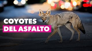 Coyotes del asfalto  YoQuéVoyASaber [upl. by Tandy]