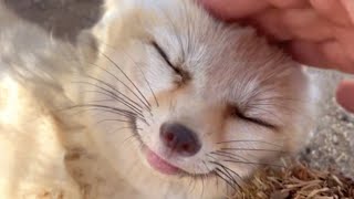 Rescue fox giggles when she sees her favorite human [upl. by Engleman]