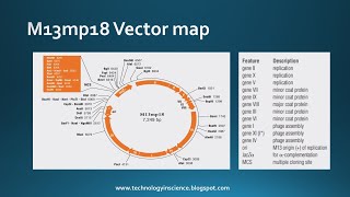 M13 and Phagemids as cloning vector [upl. by Atiana283]