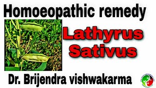 Lathyrus sativus homoeopathic materia medica by dr brijendra [upl. by Kerred]