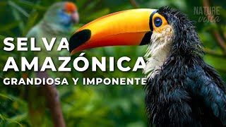 LA GRANDIOSA AMAZONIA  Un Viaje Extraordinario  Documental Completo [upl. by Butte]