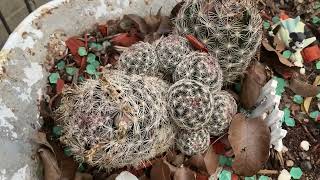 Collecting Pincushion Cactus Fruit Seeds [upl. by Sucerdor]