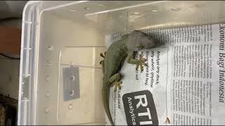 BLUE HEADED GREEN PATTERNLESS TOKAY GECKO Reupload [upl. by Averill]