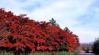 軽井沢・雲場池の紅葉 Autumn leaves in Karuizawa 軽井沢観光 紅葉便り 日本の紅葉 [upl. by Ziana]