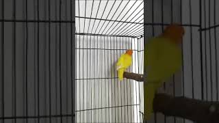 Lutino red eye lovebird [upl. by Rodmann]