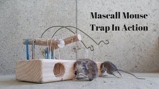 400 Year Old Mouse Trap In Action [upl. by Orgell]