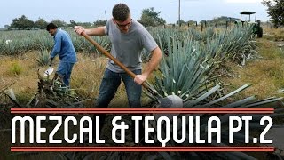 Harvesting Agave 23  How to Brew Mezcal and Tequila [upl. by Berriman]