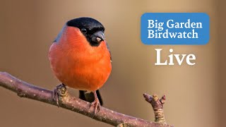 Big Garden Birdwatch Live 2024  Bird Feeders From Across The UK  Saturday [upl. by Nosak]