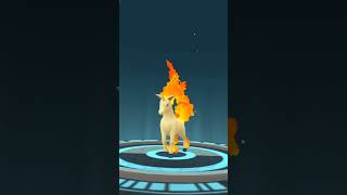 EVOLVING PONYTA INTO RAPIDASH shorts gameplay pokemongo [upl. by Izmar]