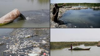 Ancient Mesopotamian marshes threatened by Iraqi sewage  AFP [upl. by Puritan]