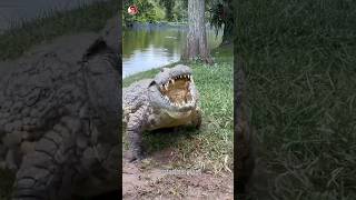 How alligators get their teeth clean [upl. by Efthim]