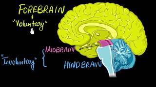 Brain Parts amp functions Fore mid amp hind  Control amp Coordination  Biology  Khan Academy [upl. by Dorita]