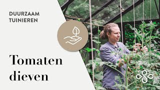 Hoe je tomatenplanten dieven en snoeien voor een betere oogst  Duurzaam Tuinieren [upl. by Niamreg]