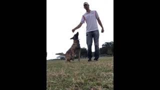 Dog Lesson with Mojo Orlando FL [upl. by Clerissa]