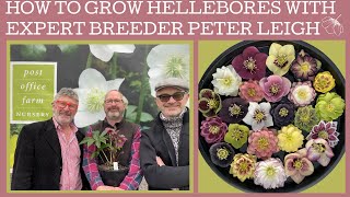 How to grow Hellebores with specialist breeder amp grower Peter Leigh of Post Office Farm Nursery [upl. by Lawford]