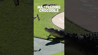 Crocodile Feeding A Unique Encounter with Nature 🐊 [upl. by Ahsyia368]