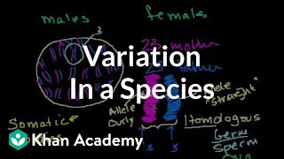 Variation in a Species [upl. by Eenaj]