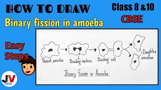 How to draw binary fission in amoeba class 8Binary fission in amoeba diagram class 10 NCERT [upl. by Kcirtemed]