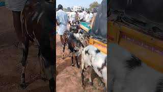 VM Sheep Farmsheepfarm animals achampet goat sheeps youtubeshorts viralshort short [upl. by Ysor]