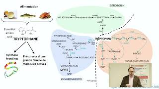 Pr SOKOL  quot Métabolites du tryptophane comme biomarqueurs dans les MICI ” [upl. by Atteirneh]