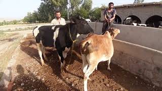 crazy bull attack on small cow cow first time meeting new HD video 2022for animals lovers [upl. by Spring917]