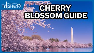 Washington DC Cherry Blossom Guide for Visitors 🌸 [upl. by Laurel18]