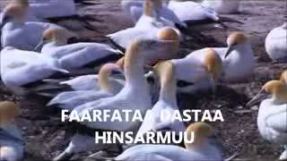 DASTA HINSARMU OROMO GOSPEL SONG 2013 [upl. by Akla]