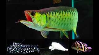 Best Top 10 Arowana fish tank mates  Arowana tank mates in community tank [upl. by Nimesay]