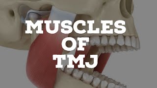 Muscles of temporomandibular joint [upl. by Enneiviv]