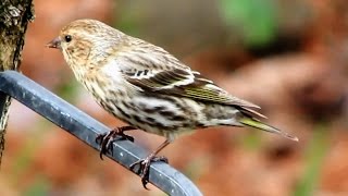 Pine Siskin [upl. by Georgia]